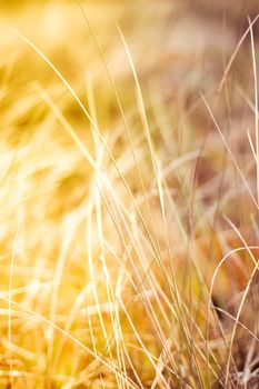 Sunshine over the summer field - beauty in nature, balanced lifestyle, environmental concept. Enjoying the sense of freedom