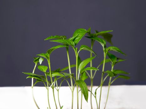 Young green plants against dark surface of wall.