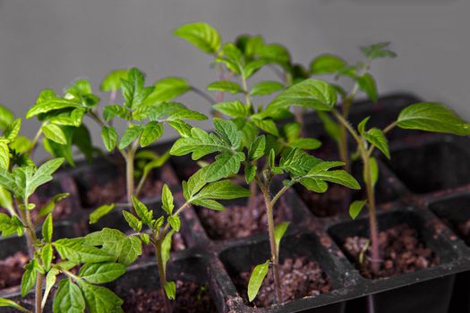 Green tomato seedlings in container with dark soil.