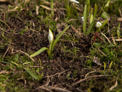 First flower sprout with unspent bud on spring ground. Selective focus