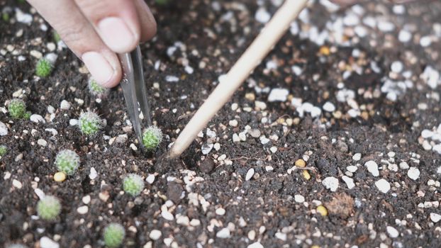 Closeup female hands planting cactus in soil. Woman cultivation plant growth cactus at small business gardening, Forestry environments concept