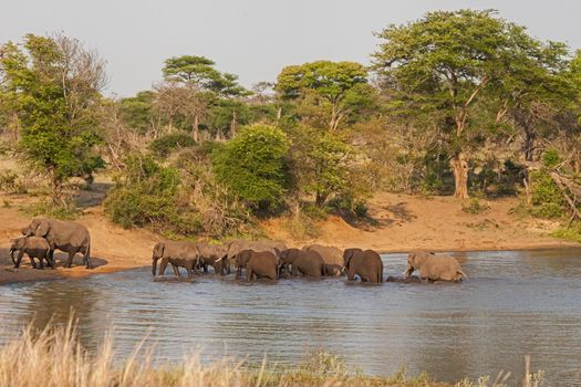 A breeding herd of African Elephant (Loxodonta africana) crossing a body of water