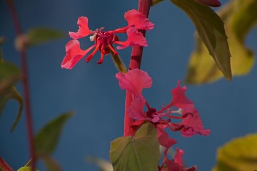 The Elegant Clarkia (Clarkia unguiculata) is endemic to the Californian woodlands and is common on the forest floor of many oak woodlands.