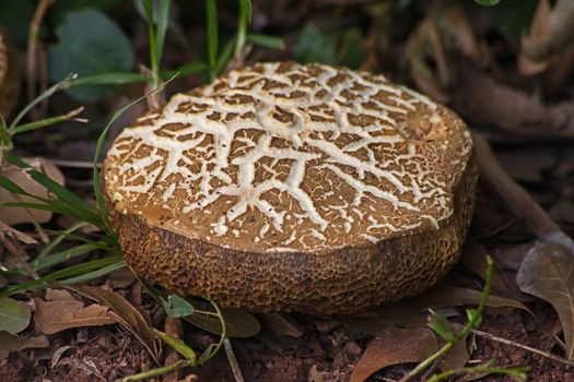 A brown mushroom of the Boletaceae family. These mushrooms have small pores instead of gills and are generally edible