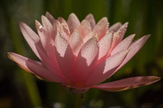 Pink flower of the Pond Lily (Nymphaea caerulea), backlit with raindrops