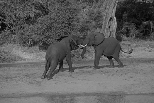 Young African Elephant (Loxodonta africana) bulls play-fighting to establish dominance