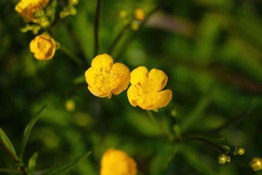 Perennial yellow flowers bloom in the park in spring