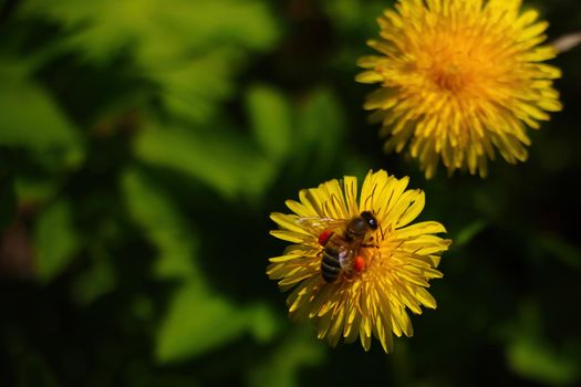 A bee is sitting on a yellow dandelion flower