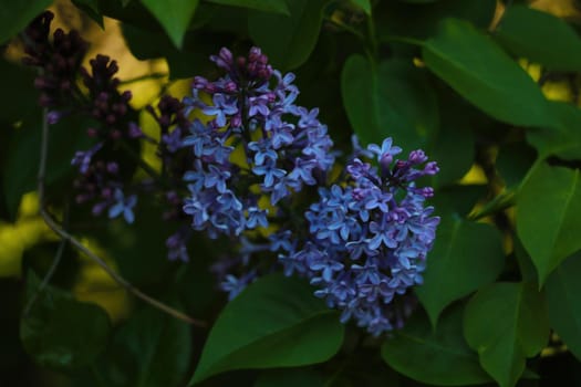 Blooming fragrant lilac in spring in the garden