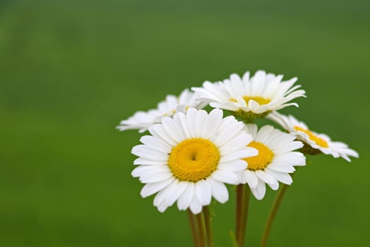 Beautiful white daisies on a green background in spring
