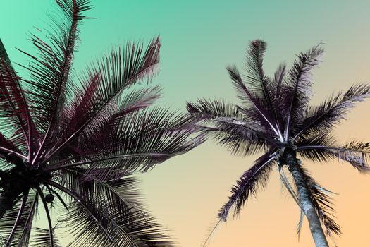 Tropical palm coconut trees on sunset sky flare and bokeh nature colorful background.