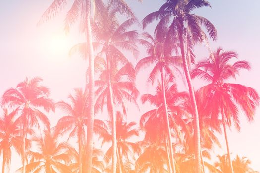 Tropical palm coconut trees on sunset sky flare and bokeh nature colorful background.