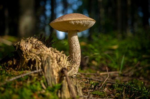 Wild Boletus mushroom growing in a forest in autumn or fall showing the underside with pores instead of gills with side vignette