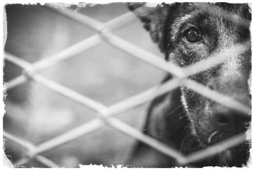 A dog alone and abandoned behind a fence.