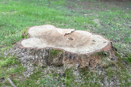 Cutted tree isolated in the forest. Deforestation, industry.