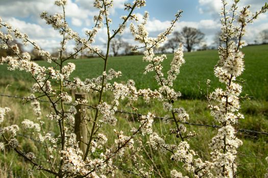 Sloe blossom, prunus spinosa bush, blackthorn during sunny spring day over rural landscape. UK, Suffolk