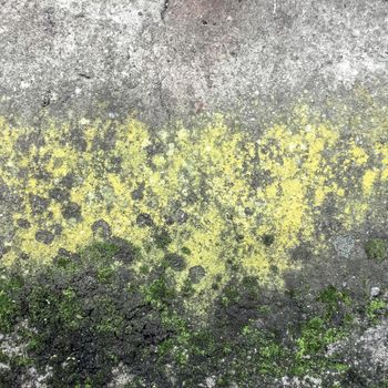 Old wall with moss. Grunge wall surface textures with moss and mold