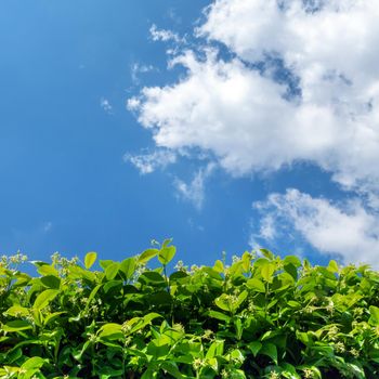 Hedge in a garden. Hedge against the sky. Geen grass, hedge and amazing sky. Copy-space.