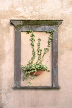 Climbing plant in red terracotta pot on the wall, framed by a masonry frame.