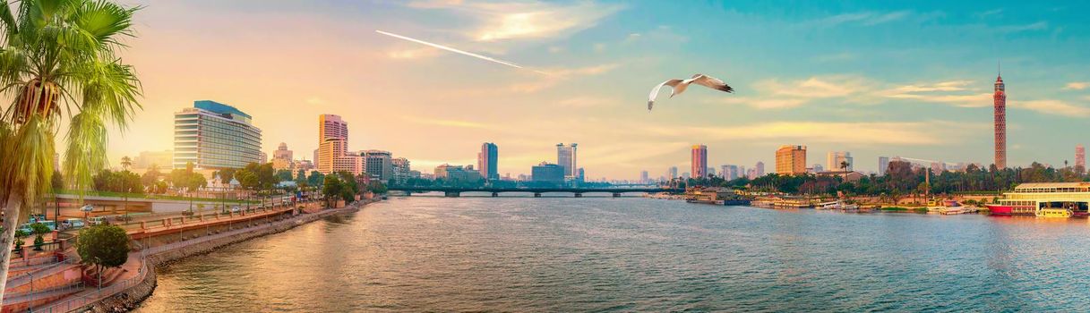 Seagull over downtown of Cairo at sunset