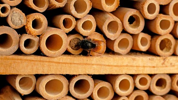 orchid bee closes its brood cavity in an insect hotel in Germany