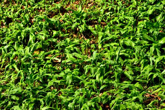 wild garlic in spring in a German forest