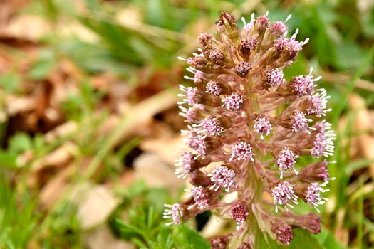 butterbur, medicinal herb with flower in spring in Germany
