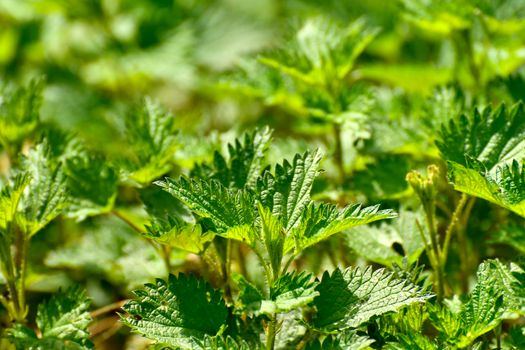 young stinging nettles in spring