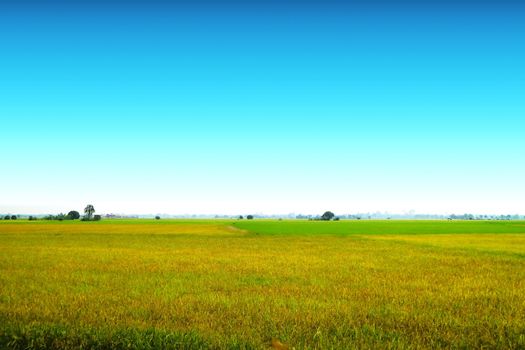 beautiful agriculture jasmine rice farm in the morning clear blue sky background