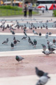 Barcelona, Catalonia : 2021 04 April : People and Pigeons in Plaza Cataluña empty without tourists in times of the Covid in 2021.