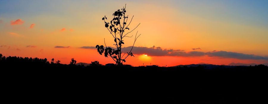 panorama view silhouette tree in sunset on sky beautiful colorful landscape and city countryside twilight time art of nature