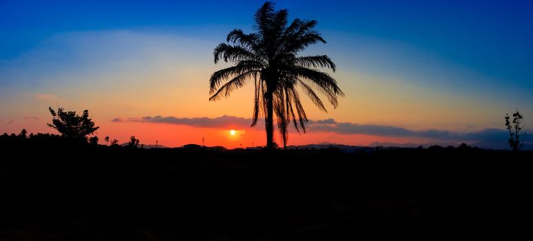 panorama view silhouette coconut tree in sunset on sky beautiful colorful landscape and city countryside twilight time art of nature