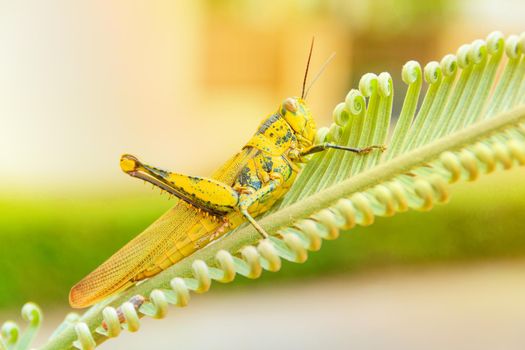 grasshopper yellow on branch of trees with copy space add text select focus with shallow depth of field.