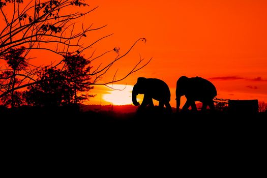 silhouette elephant herd animals wildlife walking in twilight sunset beautiful background. with copy space add text