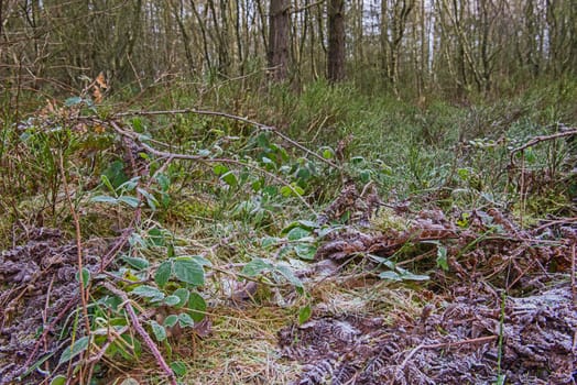 Scenic view through a remote frosty woodland forest in rural countryside landscape in winter