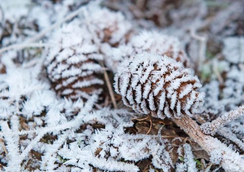 Closeup detail of frozen frost covered pine cone on ground of forest woodland floor in winter with ice