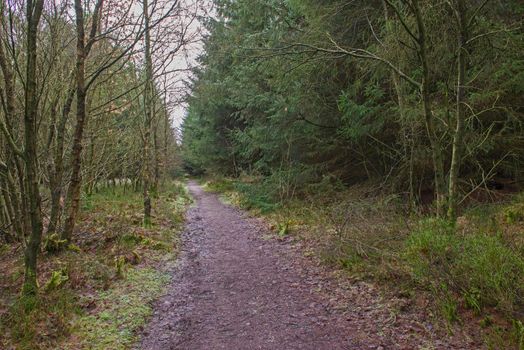 Track through a remote woodland forest in rural countryside landscape in winter