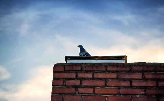 Lonesome pigeon standing on a building’s rooftop with beautiful blue sky in the background. A pigeon perched on a brick chimney.