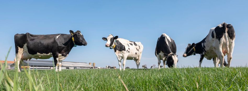 black and white spotted cows in green meadow near farm in dutch province of zeeland under blue sky in spring