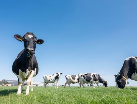 black and white spotted cows in green meadow near farm in dutch province of zeeland under blue sky in spring