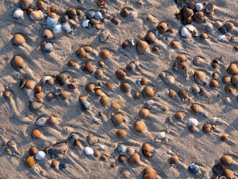 pattern formed by collection of shells on sandy beach in low afternoon sun