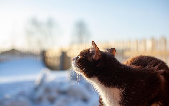 A cute kitten sits on a wooden fence outside in winter. A brown, fluffy cat basks in the sun in winter. 