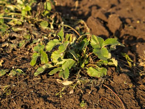 Strawberry bush with green leaves on dark ground on sunny spring day.