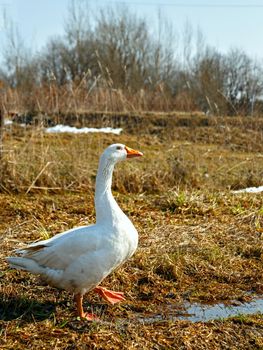 White goose stands on one paw on brown land.