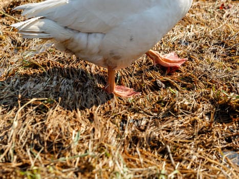 Red goose paws on ground with brown grass. Selective focus