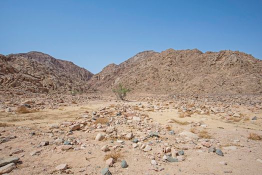 Landscape scenic view of desolate barren eastern desert in Egypt with lone acacia tree and mountains