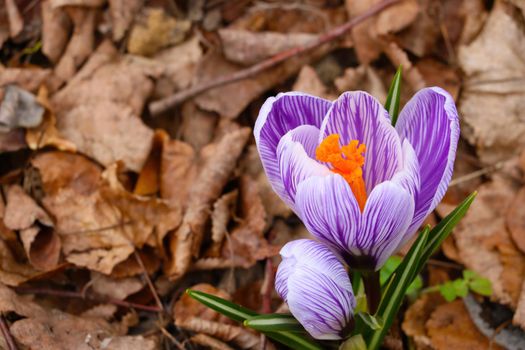 View of blooming crocus flowers in spring