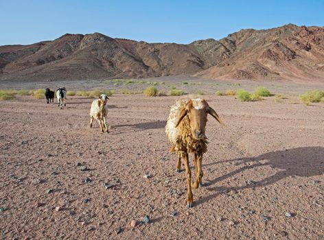 Landscape scenic view of desolate barren eastern desert in Egypt with herd of sheep and mountains