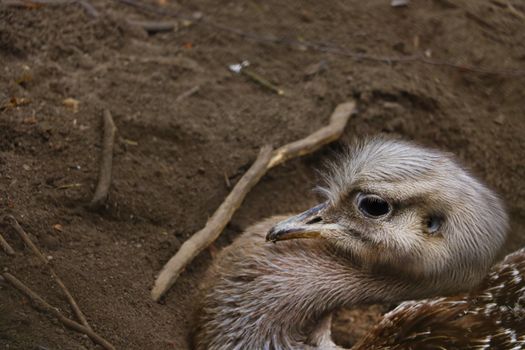 Close-up on the head of an ostrich sitting in the sand