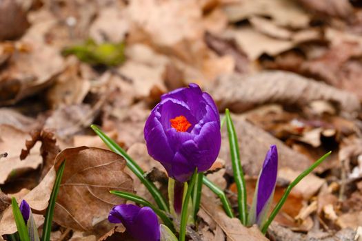 View of blooming crocus flowers in spring